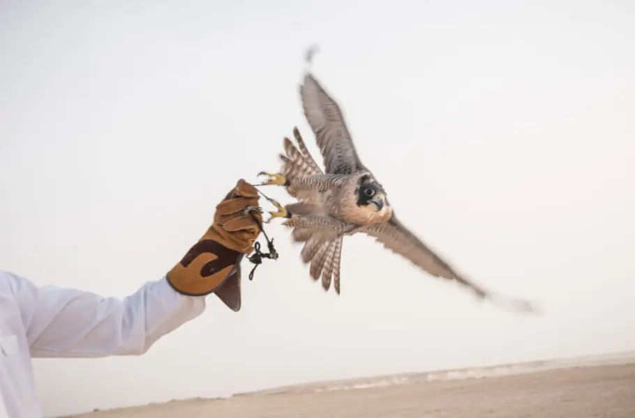 دليلُك الشامل لرياضة الصقارة في قطر