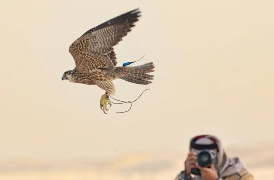 دليلُك الشامل لرياضة الصقارة في قطر
