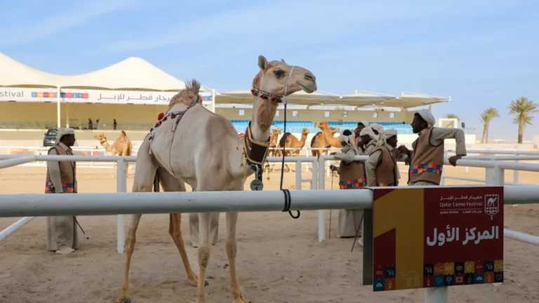 دليلكم الشامل لمهرجان قطر للإبل "جزيلات العطاء" 2026